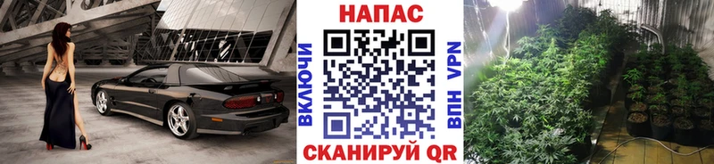 Канабис план как найти Шагонар
